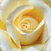 ヒメ日記 2025/07/17 01:28 投稿 くみ 熟女の風俗最終章 高崎店