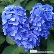 ヒメ日記 2025/07/17 08:58 投稿 くみ 熟女の風俗最終章 高崎店