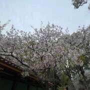 ヒメ日記 2025/04/14 15:48 投稿 まひろ 大塚アテネ