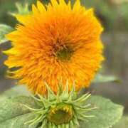 ヒメ日記 2025/08/08 15:25 投稿 せな あげまん 西中島店