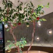 ヒメ日記 2025/12/23 09:50 投稿 せな あげまん 西中島店