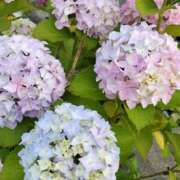 ヒメ日記 2025/06/17 02:14 投稿 のん アート姫