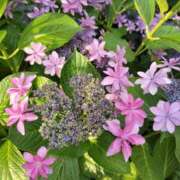 ヒメ日記 2025/06/18 16:32 投稿 のん アート姫