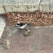 ヒメ日記 2025/03/07 15:36 投稿 はるか マリン千姫