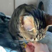 ヒメ日記 2024/12/15 09:23 投稿 ユナ ドMなバニーちゃん水戸店