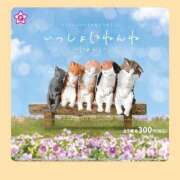 ヒメ日記 2025/03/12 17:55 投稿 ユナ ドMなバニーちゃん水戸店