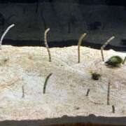 ヒメ日記 2025/01/17 19:48 投稿 あいり 素人アロマエステ東京密着ROOM 渋谷店