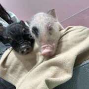 ヒメ日記 2025/05/21 21:54 投稿 あずさ 吉原ファーストレディ