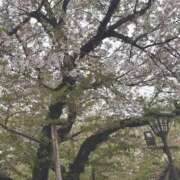 あずさ 🌸 吉原ファーストレディ