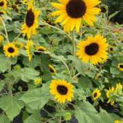 ヒメ日記 2025/08/26 20:38 投稿 まいこ あげまん 西中島店