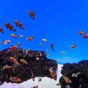 ヒメ日記 2025/07/14 11:48 投稿 なおこ あげまん 西中島店