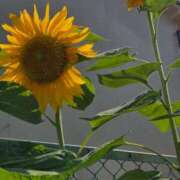 ヒメ日記 2025/07/20 12:13 投稿 なおこ あげまん 西中島店