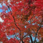 ヒメ日記 2025/11/12 12:22 投稿 なおこ あげまん 西中島店