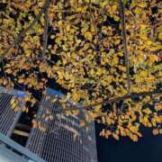 ヒメ日記 2025/11/25 19:39 投稿 わかな sweet kiss