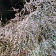 わかな 桜はあっという間に咲いて舞う sweet kiss