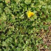 ヒメ日記 2025/03/29 00:06 投稿 なみえ 熟女総本店 日本橋ミナミエリア店