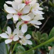 ヒメ日記 2026/04/20 10:56 投稿 なみえ 熟女総本店 日本橋ミナミエリア店