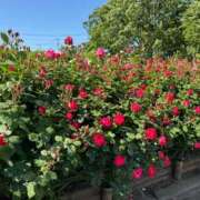 ヒメ日記 2025/01/04 08:56 投稿 さほ One More 奥様　西川口店