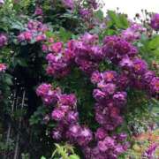 ヒメ日記 2025/01/14 16:55 投稿 さほ One More 奥様　西川口店