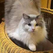 ヒメ日記 2025/04/11 21:12 投稿 一護まる やみつきエステ 渋谷店