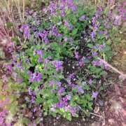 ヒメ日記 2025/04/21 10:06 投稿 ひな 完熟ばなな八王子