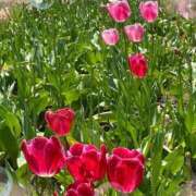 ヒメ日記 2025/05/03 10:49 投稿 ひな 完熟ばなな八王子