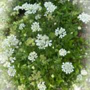 ヒメ日記 2025/06/30 10:29 投稿 ひな 完熟ばなな八王子