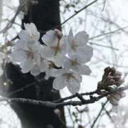 ヒメ日記 2026/03/23 10:49 投稿 ひな 完熟ばなな八王子