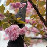 ヒメ日記 2025/05/10 09:58 投稿 りん ワンダフル