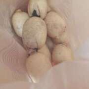 ヒメ日記 2025/02/04 16:20 投稿 さえ チューリップ土浦店