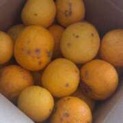 キャリー★ 特殊浴場で柚子湯♨️🍊 阿AUN呍(あうん)