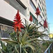 ヒメ日記 2026/02/19 11:00 投稿 キャリー★ 阿AUN呍(あうん)