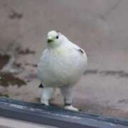 ヒメ日記 2025/12/04 16:19 投稿 さえ G-STAGE（京都グループ）