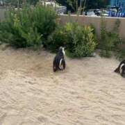 ヒメ日記 2025/12/18 21:39 投稿 さえ G-STAGE