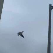 ヒメ日記 2026/01/22 19:46 投稿 さえ G-STAGE