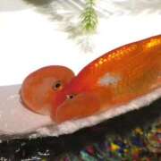 ヒメ日記 2026/03/25 16:39 投稿 さえ G-STAGE