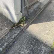 ヒメ日記 2026/04/12 17:27 投稿 さえ G-STAGE