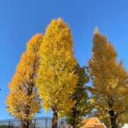 ヒメ日記 2024/12/13 11:53 投稿 遥希(はるき) 人妻出逢い会 百合の園 池袋店