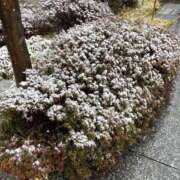 ヒメ日記 2025/03/03 21:03 投稿 遥希(はるき) 人妻出逢い会 百合の園 池袋店