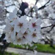 ヒメ日記 2025/04/08 16:49 投稿 鹿目(かなめ) 人妻最後の砦 小山店