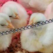 ヒメ日記 2025/05/09 08:26 投稿 鹿目(かなめ) 人妻最後の砦 小山店