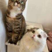 ヒメ日記 2024/12/18 11:06 投稿 のの(10000) 原価デリヘルcospa（コスパ）