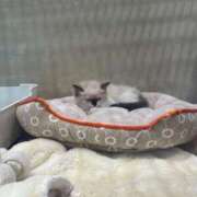 ヒメ日記 2025/04/06 08:26 投稿 あん ミラー