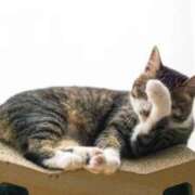 ヒメ日記 2025/07/21 12:55 投稿 てと ラブライフ越谷