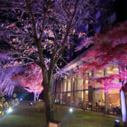 ヒメ日記 2024/12/16 20:00 投稿 さちこ 性腺熟女100％（デリヘル市場）