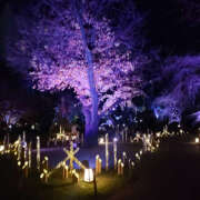 ヒメ日記 2024/12/19 20:00 投稿 さちこ 性腺熟女100％（デリヘル市場）