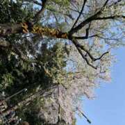 ヒメ日記 2026/03/30 09:53 投稿 あきら メンエス案内所