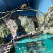 ヒメ日記 2026/02/16 08:55 投稿 みずな 埼玉西川口ショートケーキ（シンデレラグループ）