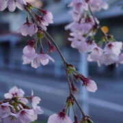 ヒメ日記 2026/04/30 19:00 投稿 ちか 神田ハンドメイド