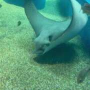 ヒメ日記 2025/03/12 22:02 投稿 天野みれい Picasso(ピカソ)